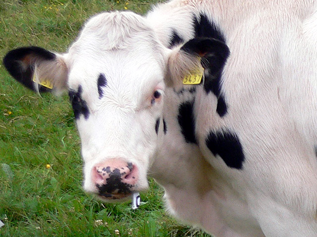 ob die Milch dann gleich in Plastiktüten verpackt ist ???